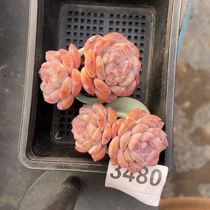 爱***盆3480，俩个双头星影带盆发的