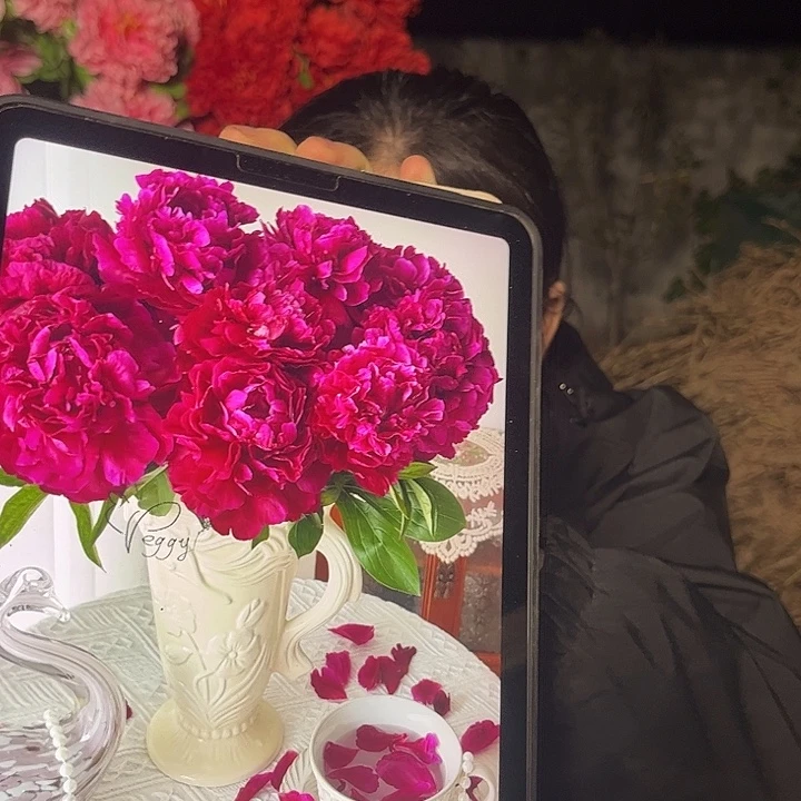 无花朵紫凤芍药苗