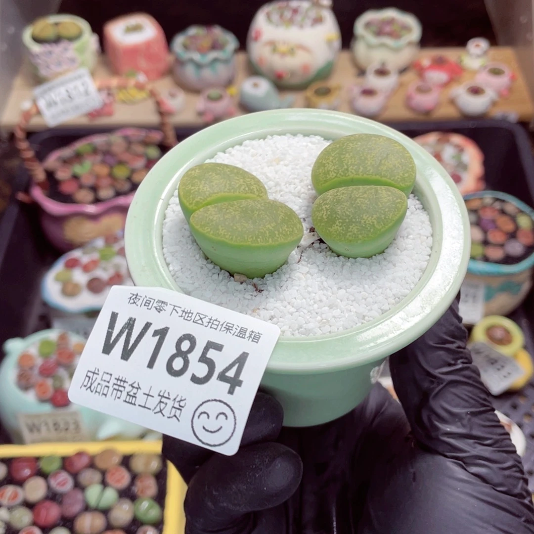 夜间零下地区拍保温箱w1854