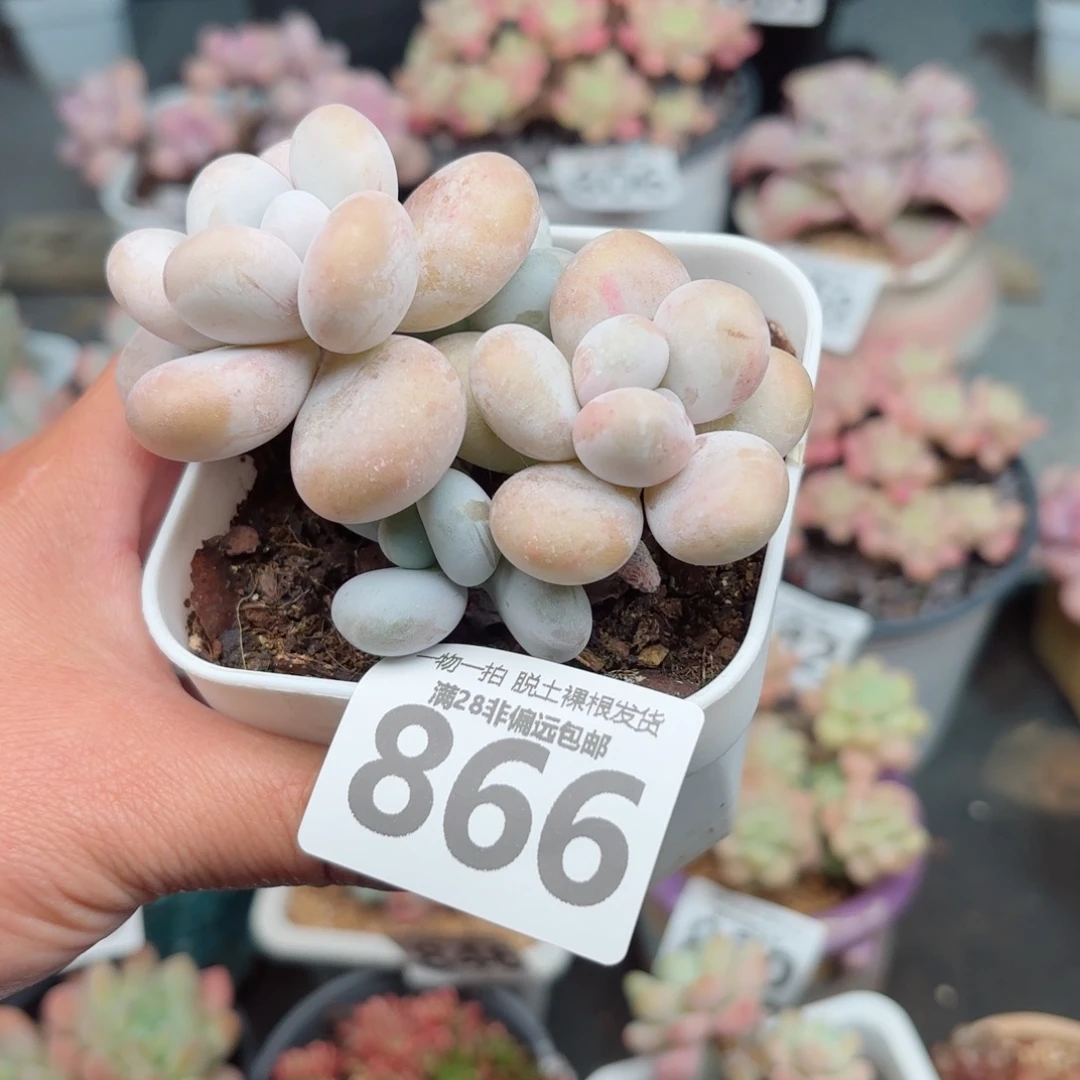 蛋黄奶无盆土发货