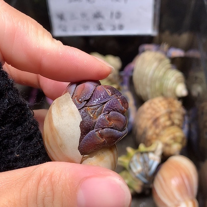 第2.3总减30PE专拍
