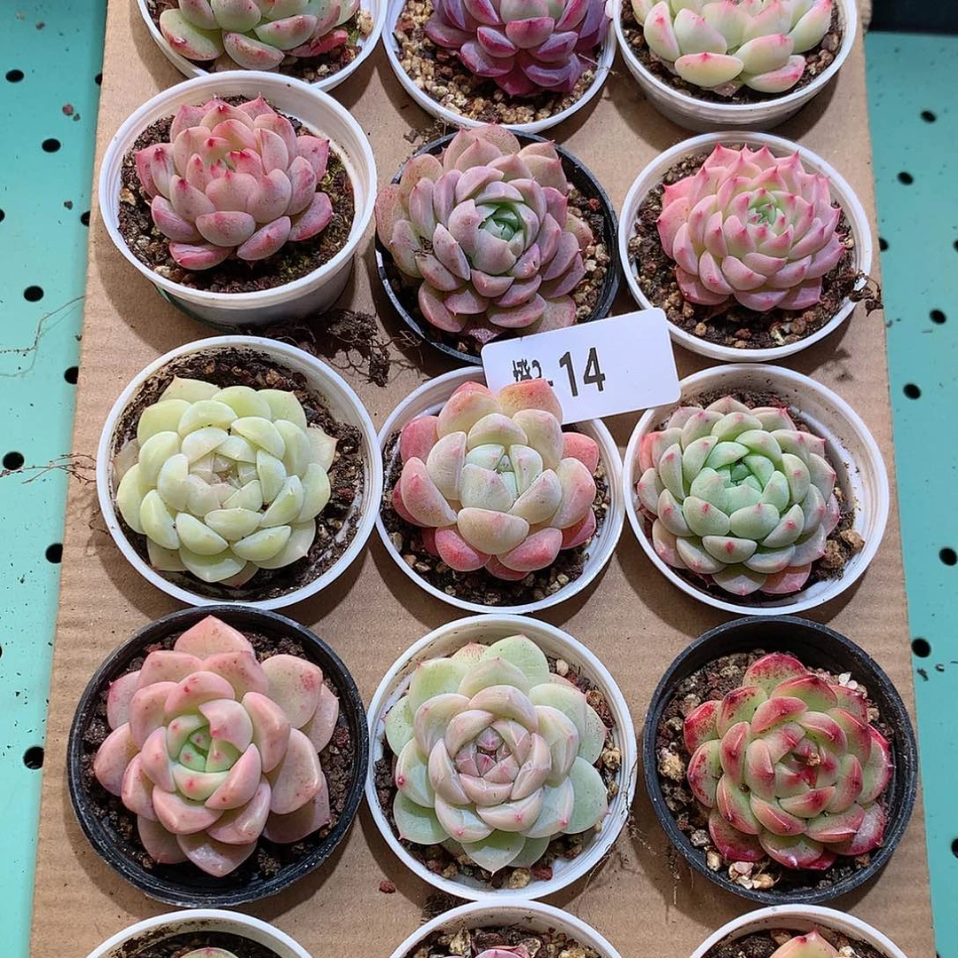 3-14一物一拍带盆18颗