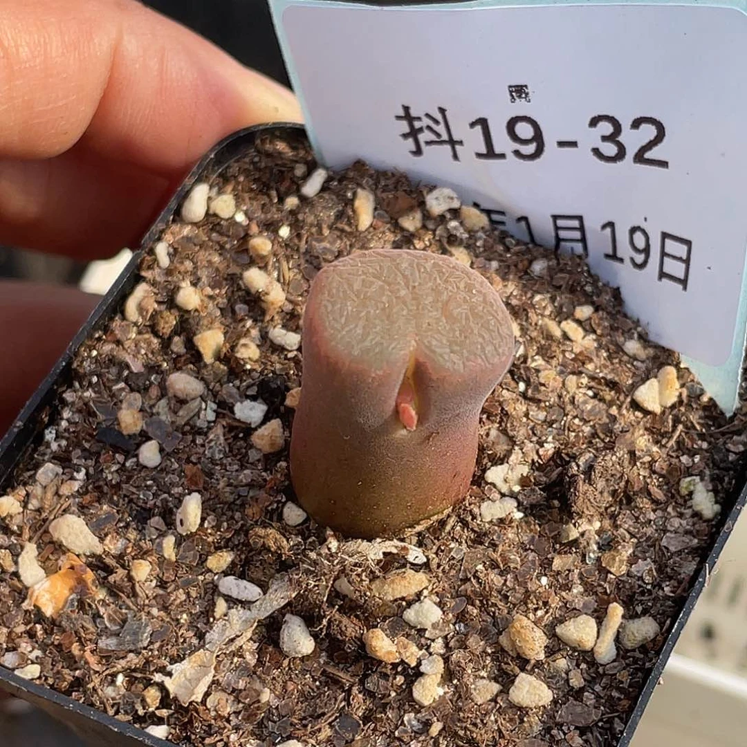 薄****19-32肉锥多肉植物