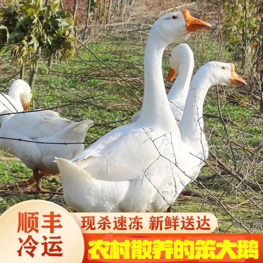 【现场称重真大鹅】东北农村散养溜达大笨鹅（一物一拍）