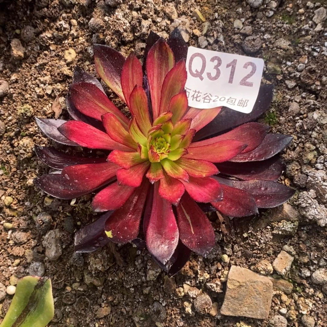 312莫兰迪变异多肉植物
