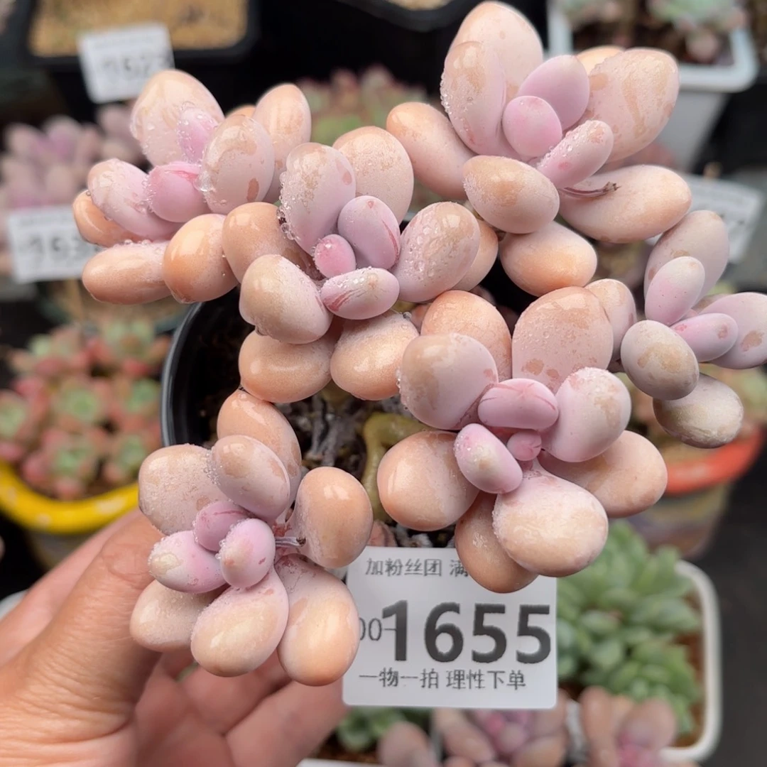 桃蛋6多肉多肉多肉