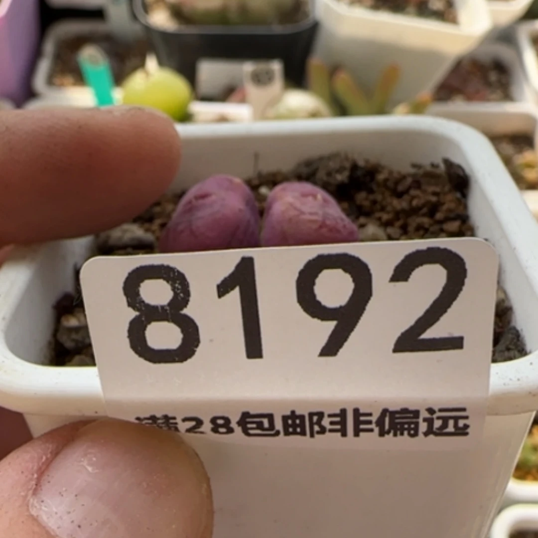 【闪购商品】远*8192