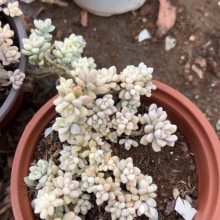 无花朵姬秋丽锦。