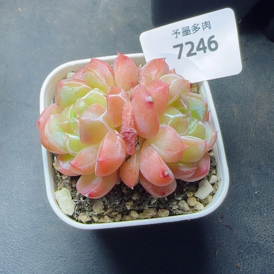 月牙珍妮，7246多肉植物