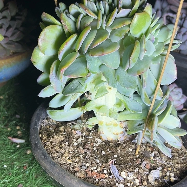 鸡腿桩白凤群生缀化