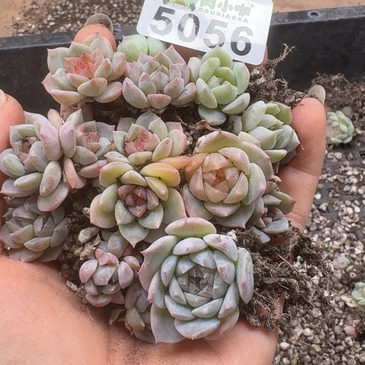 多肉植物多肉植物