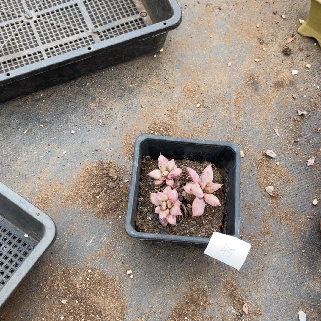 来**A0045美人多肉植物