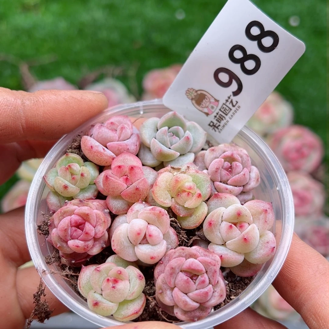 多肉植物多肉植物