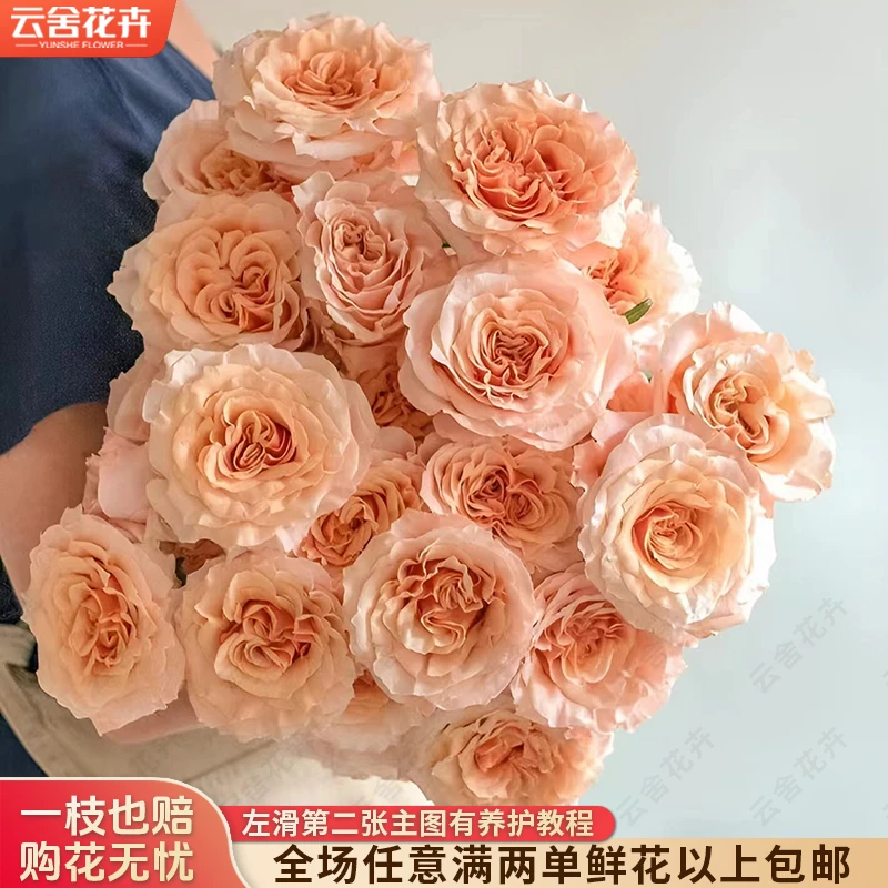 【云舍花卉】【微光】单头玫瑰全场任意满两单及以上鲜花包邮发货