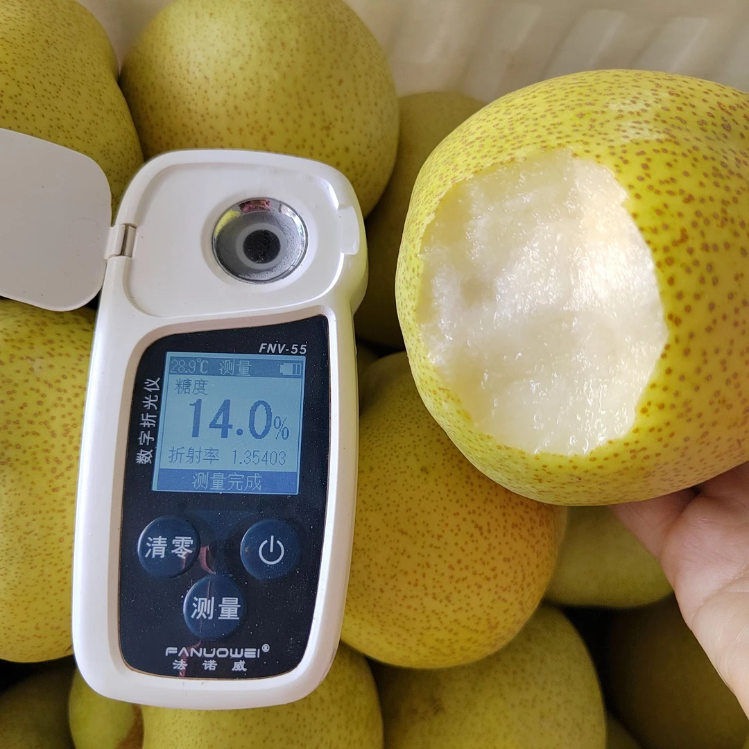 z砀山翠冠梨砀山古树酥梨新鲜水果脆甜无渣多汁皮薄