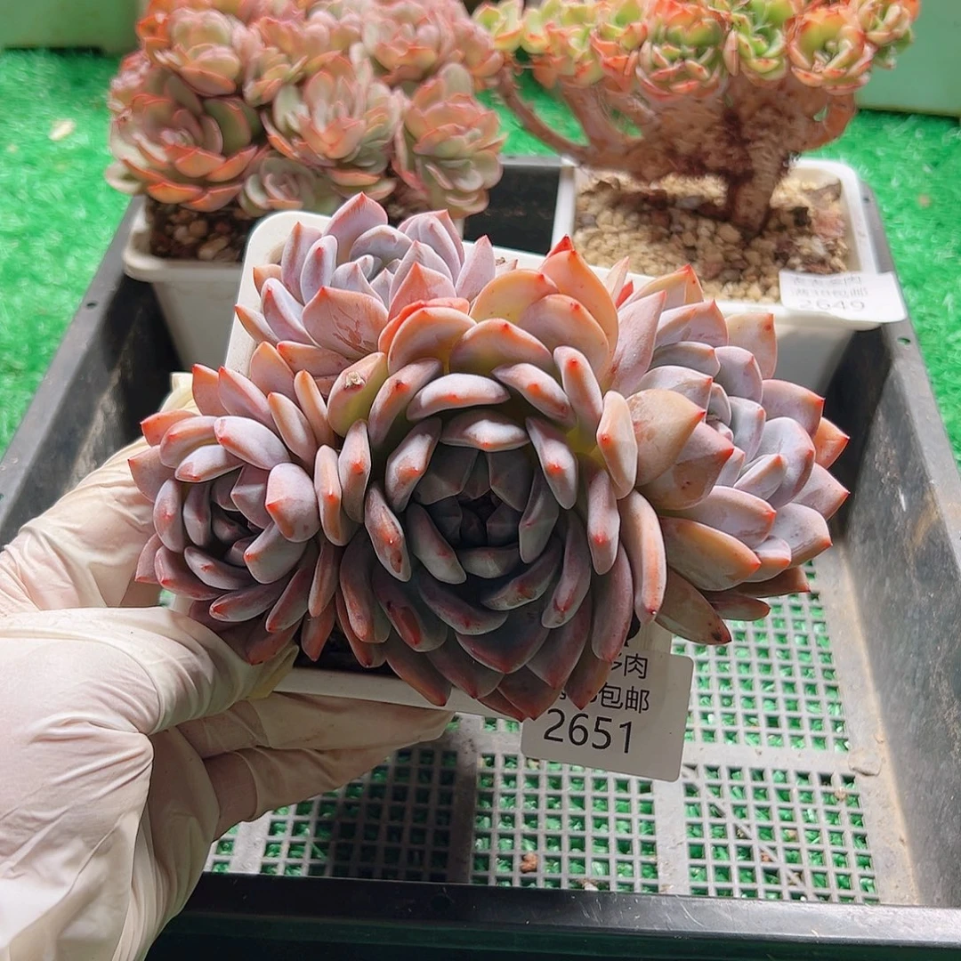 多肉一物一拍植物2651