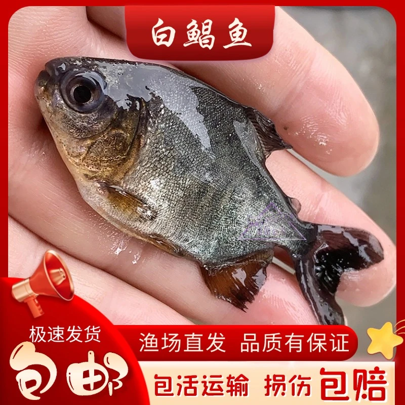 鲳鱼白鲳鱼红腹白鲳活体淡水宠物观赏养殖