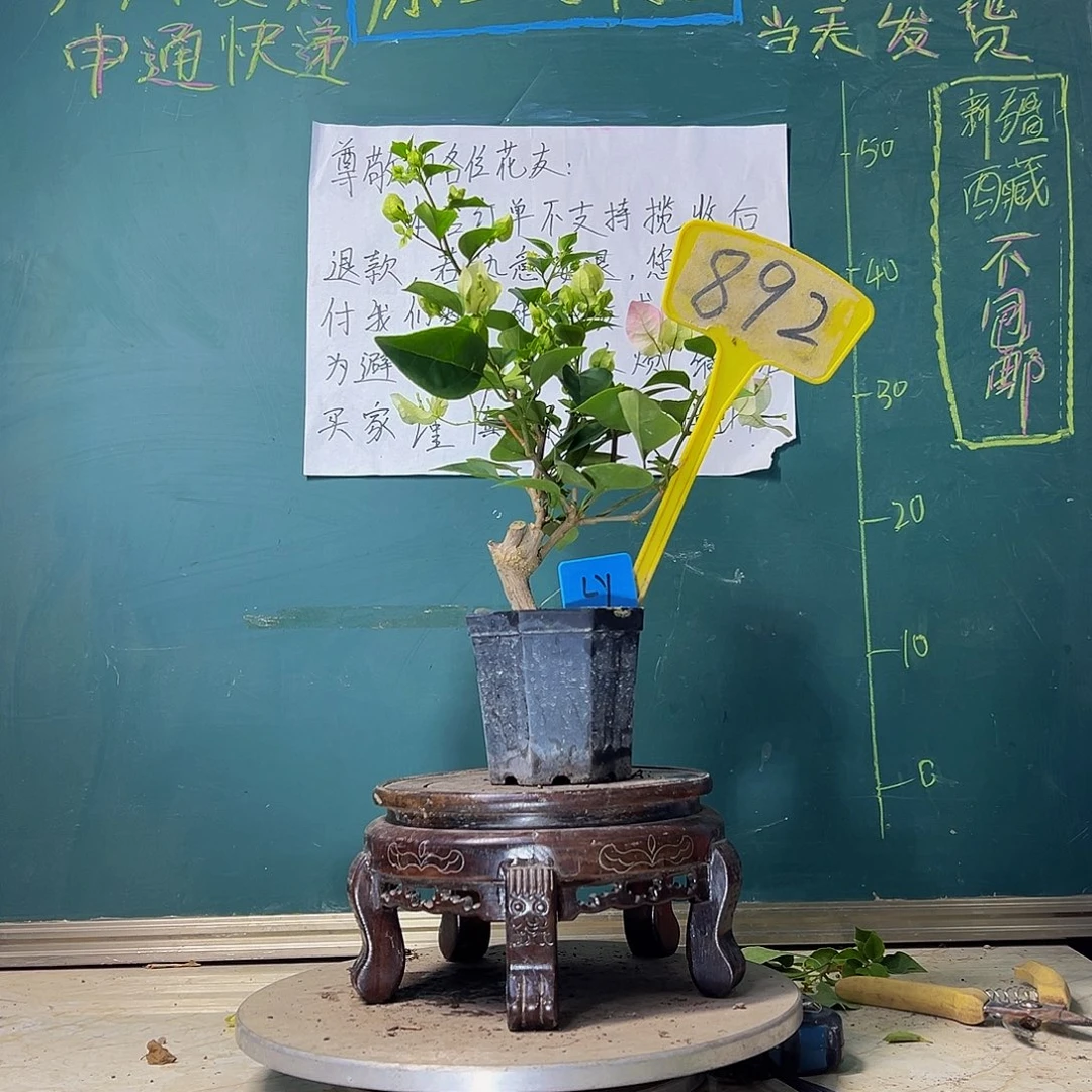 当前无花栽培后可以开花绿樱 大宝892