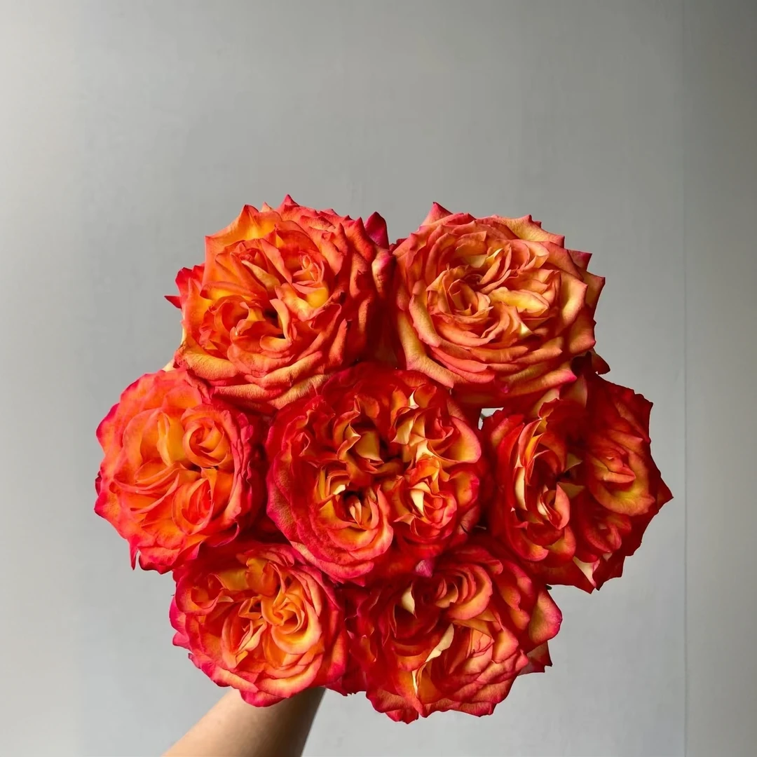 【迪瑞特】凤凰钗A+级20枝 云南基地直发玫瑰家用鲜花