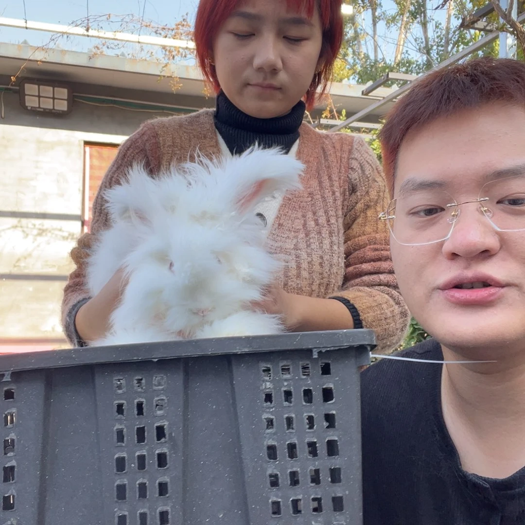 双血统英系安拉兔子