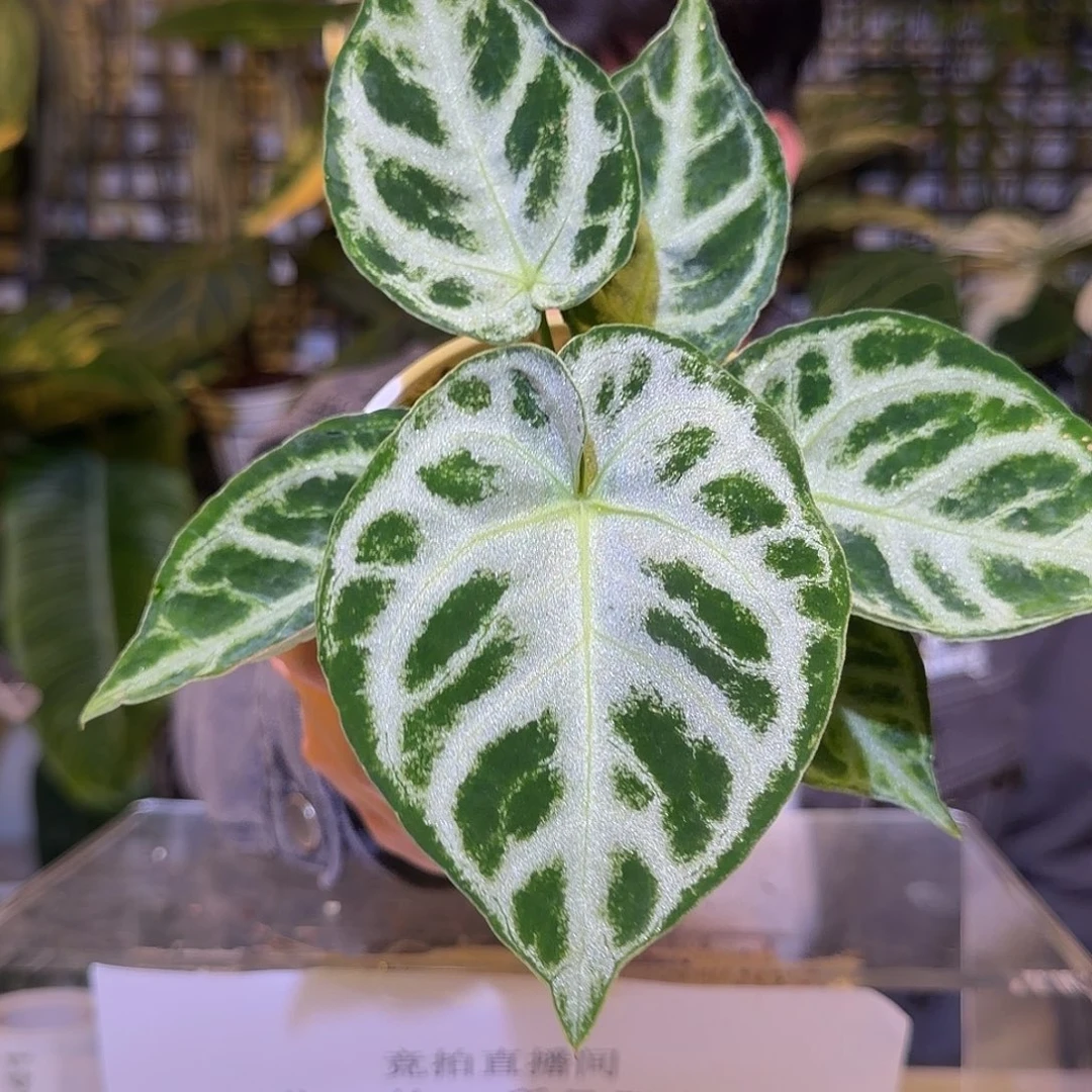 完全开放F641 优选铜锣烧