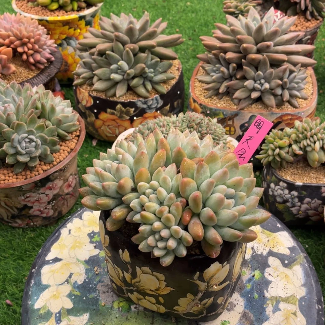 奶糖脱土发货。。。