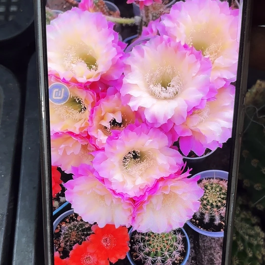 马丙侧牙20包邮仙人球41