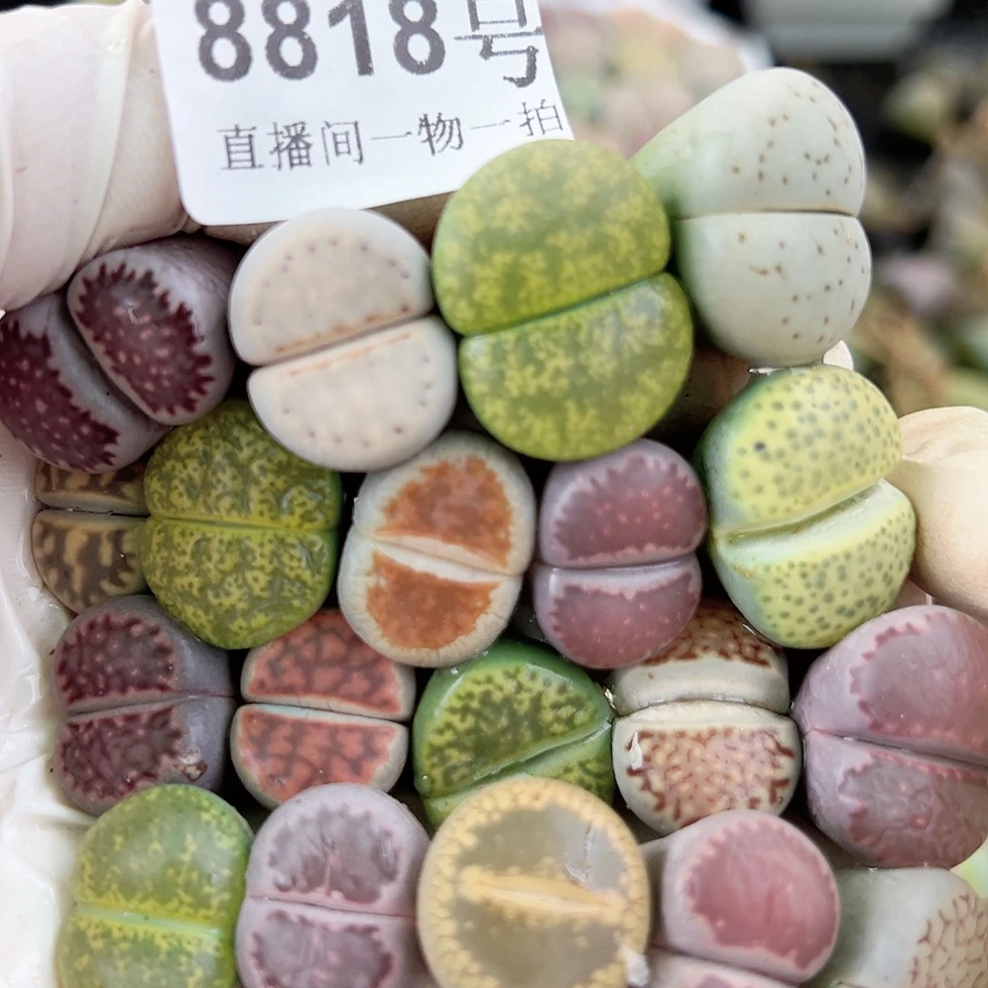 8818 好养易活生石花大母本19个