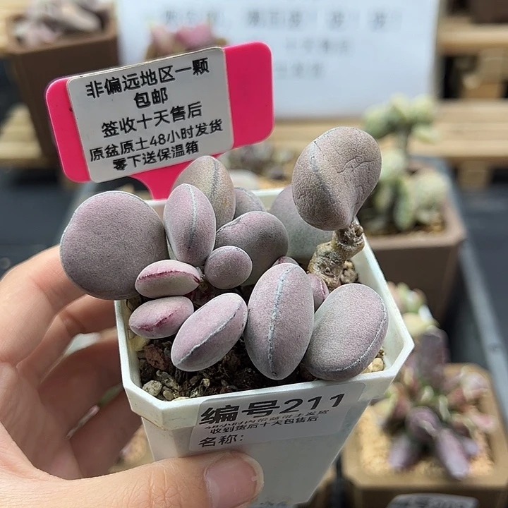 谦*211球球紫蛋多肉