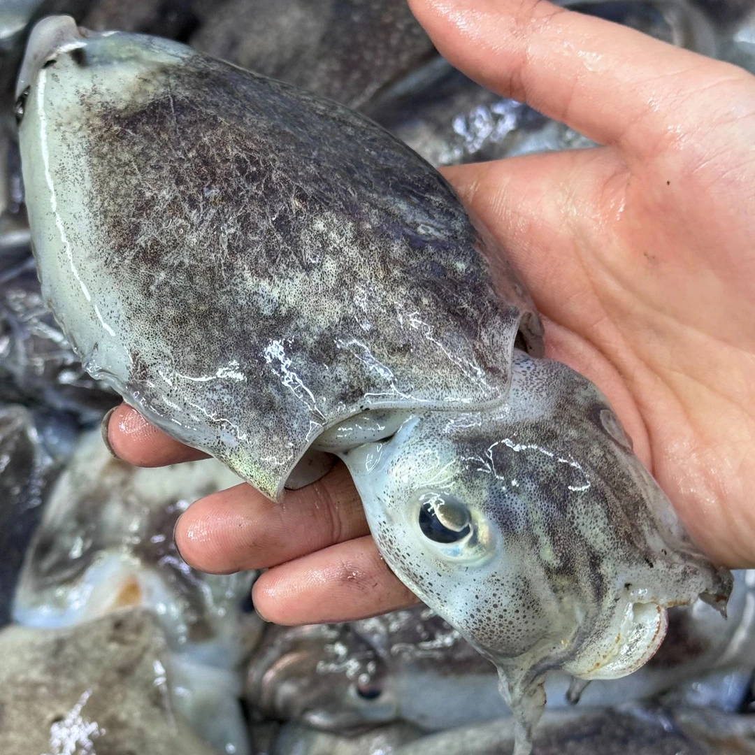 【野生目鱼/墨鱼】福建本港海捕新鲜当天捕捞小船货