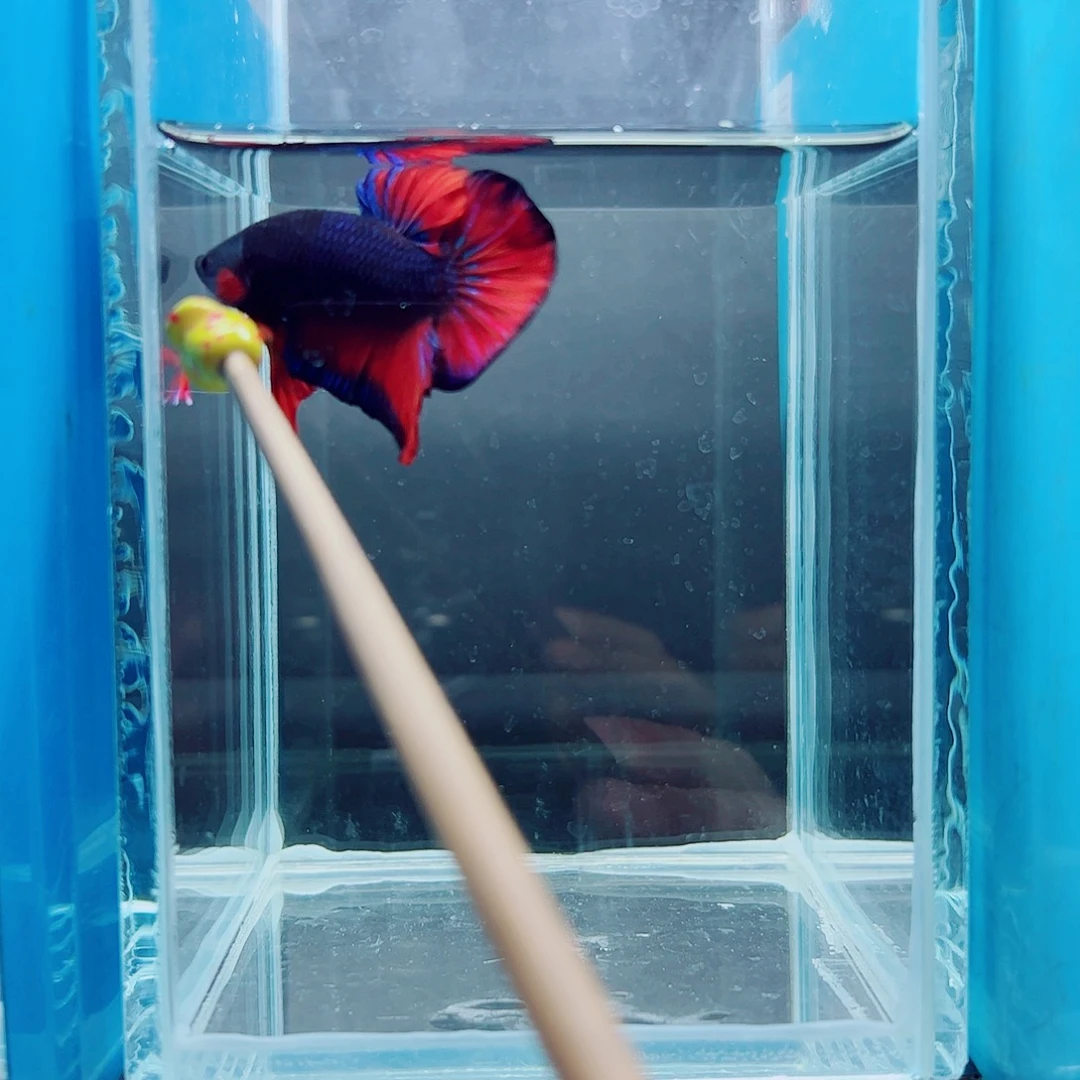 海****斗鱼赤道斗鱼水族馆