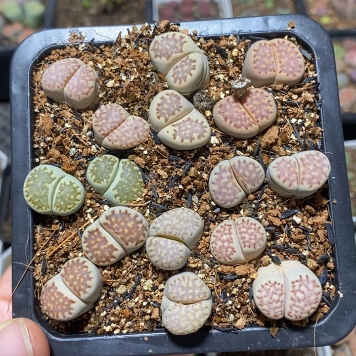 优选双头彩饼干特价