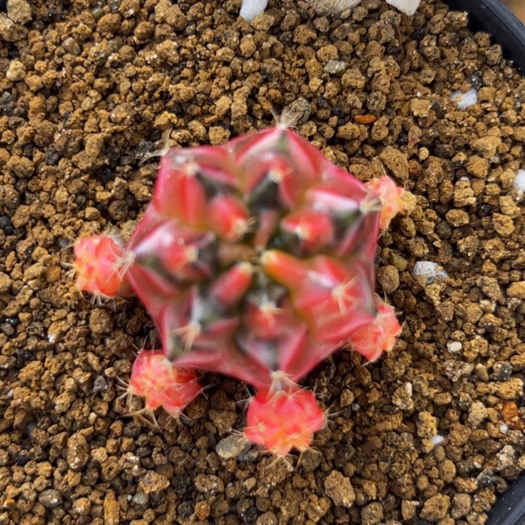 马卡龙 米哈仙人球