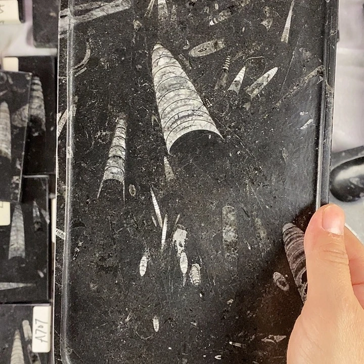 化石茶盘干泡台摆件