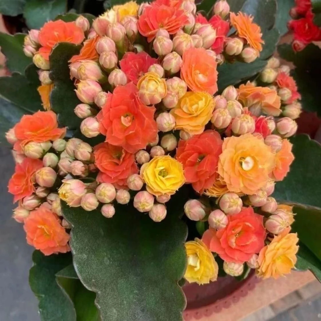 变色长寿花维尼熊110盆长寿花