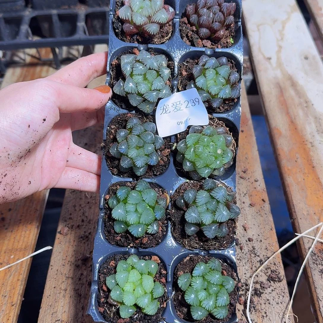 直播福利一物一拍239