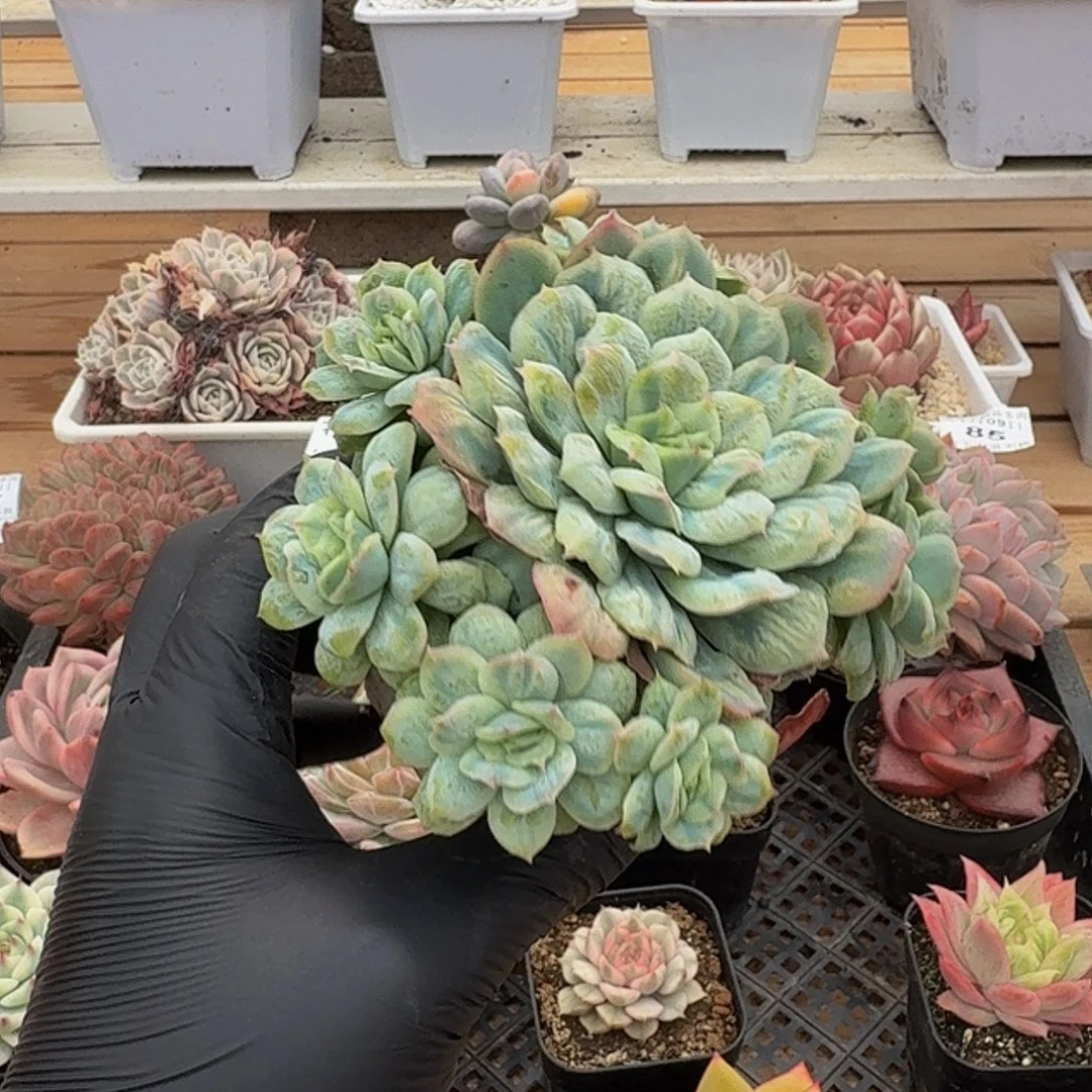 1109-87泡泡纱裙群