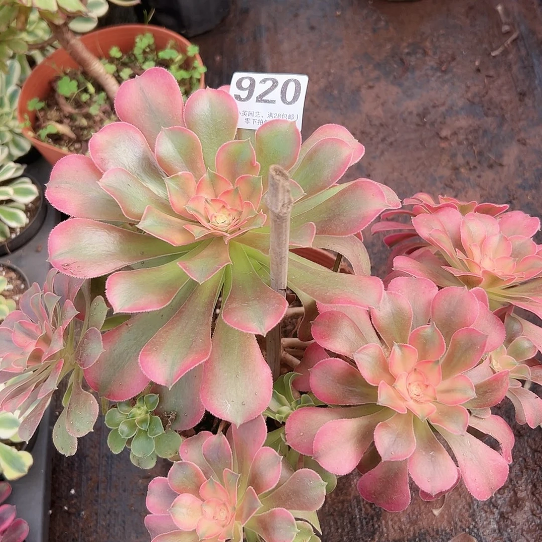 香妃老桩920多肉植物多肉植物