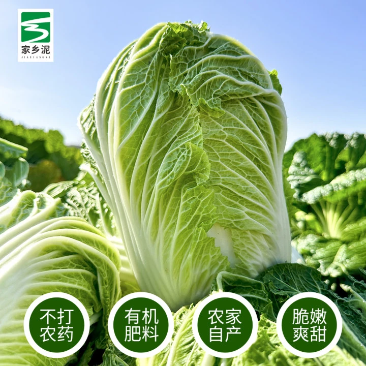 祁东砖塘白菜 早白菜 脆甜型 2蔸 约5斤重 不低于4.5斤