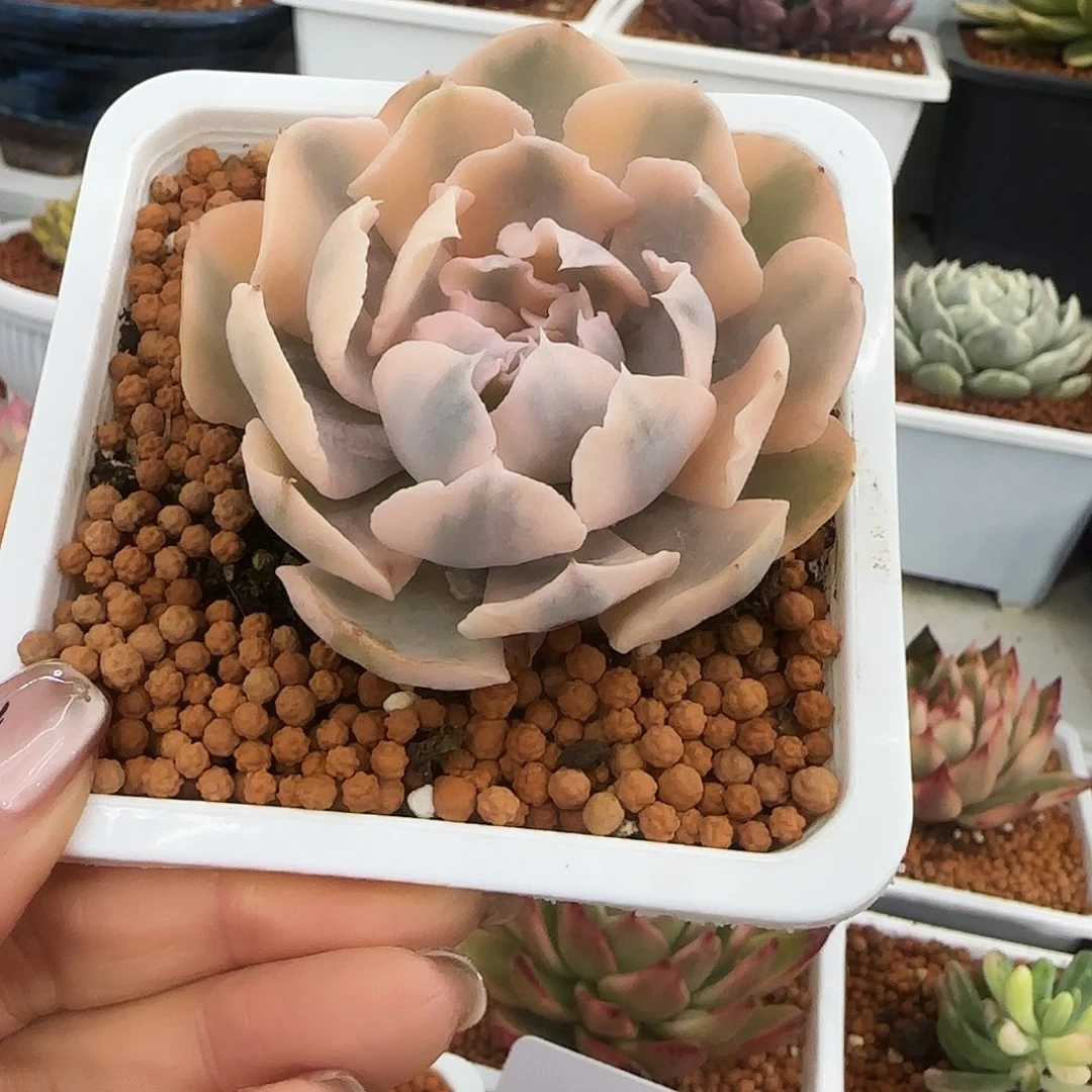 利比里亚锦多肉植物