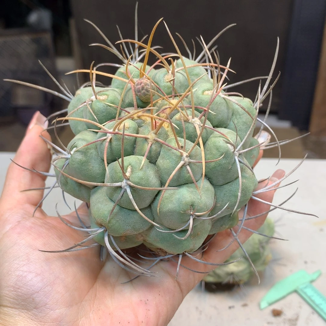 寂***泉     71号  出根白肌天晃丸战损
