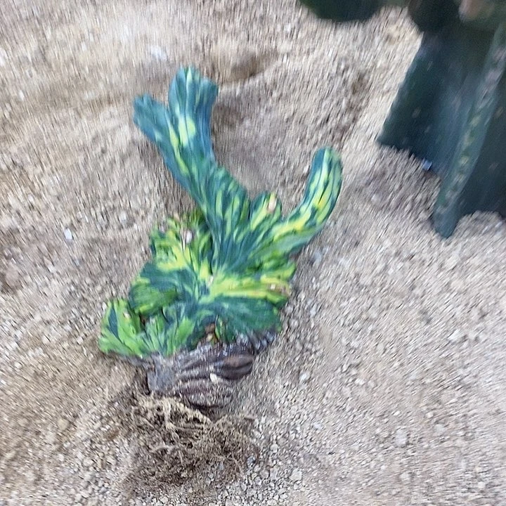 琴*琴0000000000000000000
