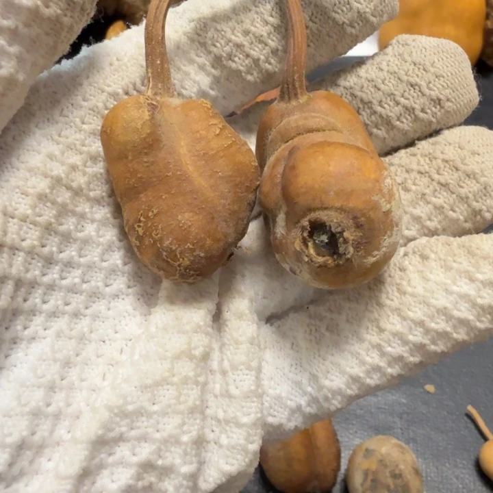 金***娃7766666676777888888