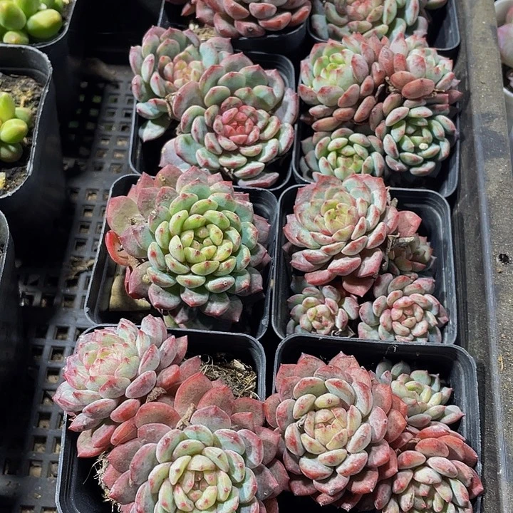 金丝雀到盆土发货