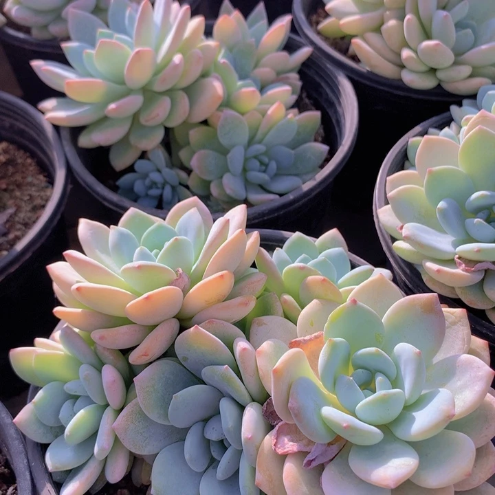 冷香群13cm左右发