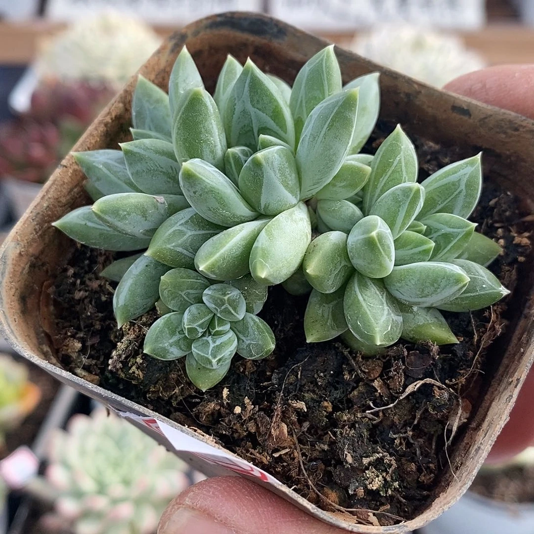 15217 雨花石自然群