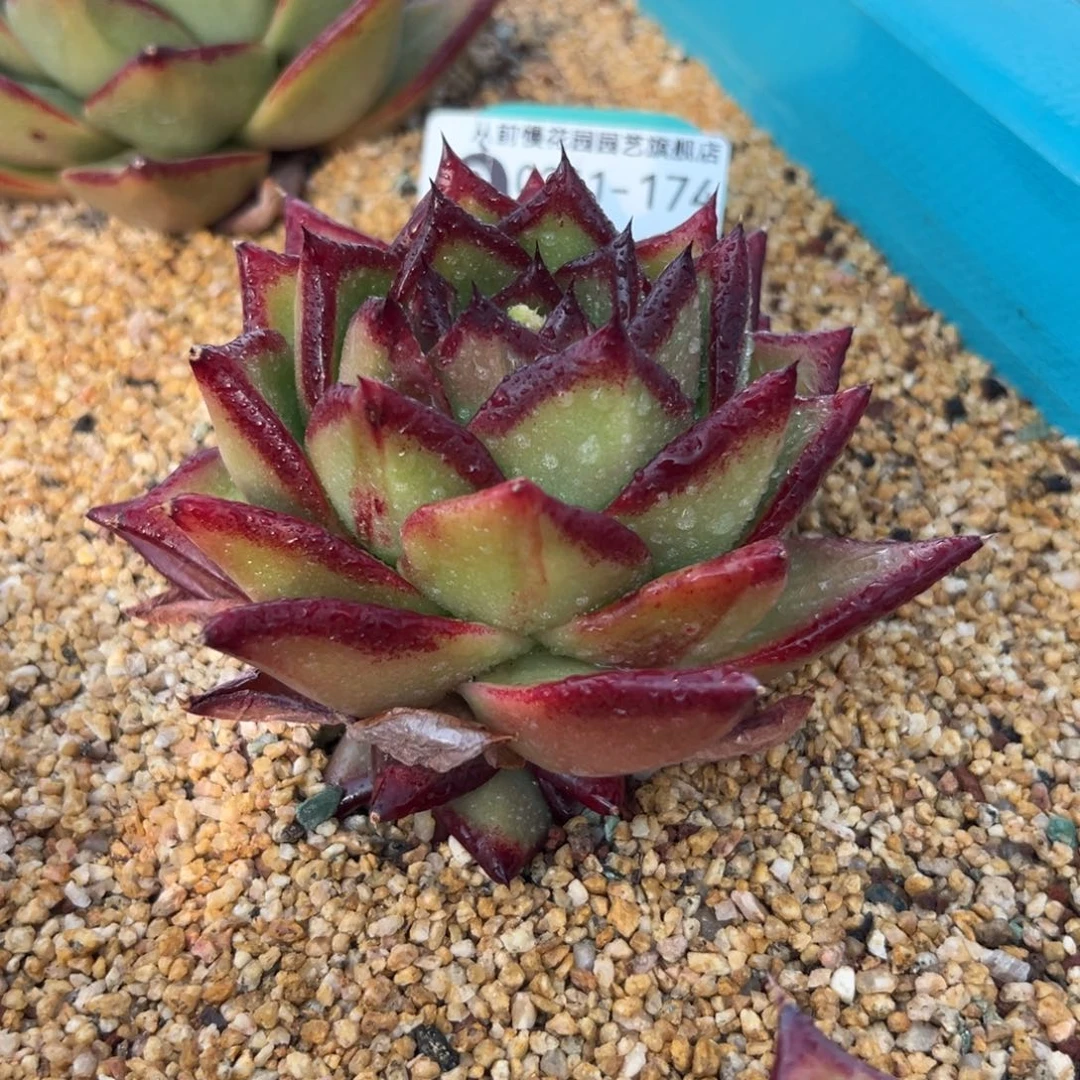 多肉一物一拍0211-174