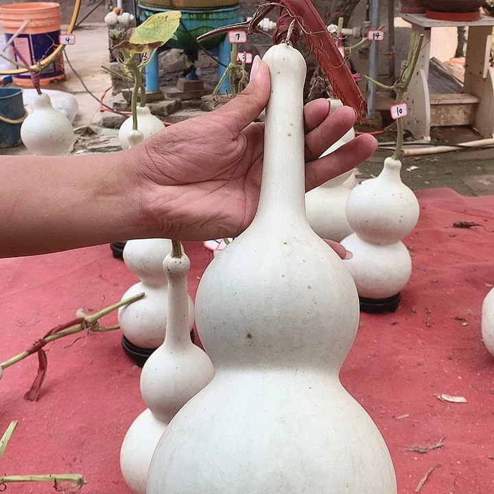 国***宝中号葫芦中号葫芦