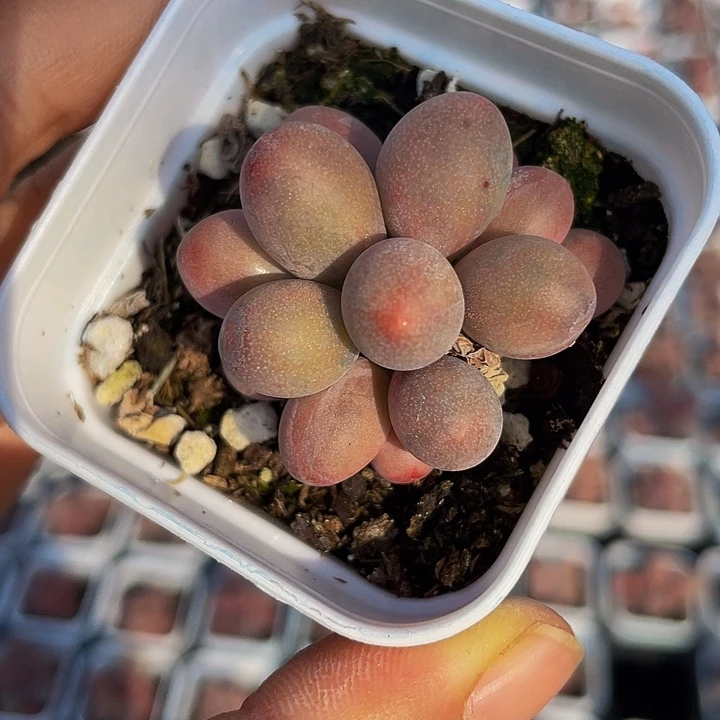 默**开一物一拍花开48