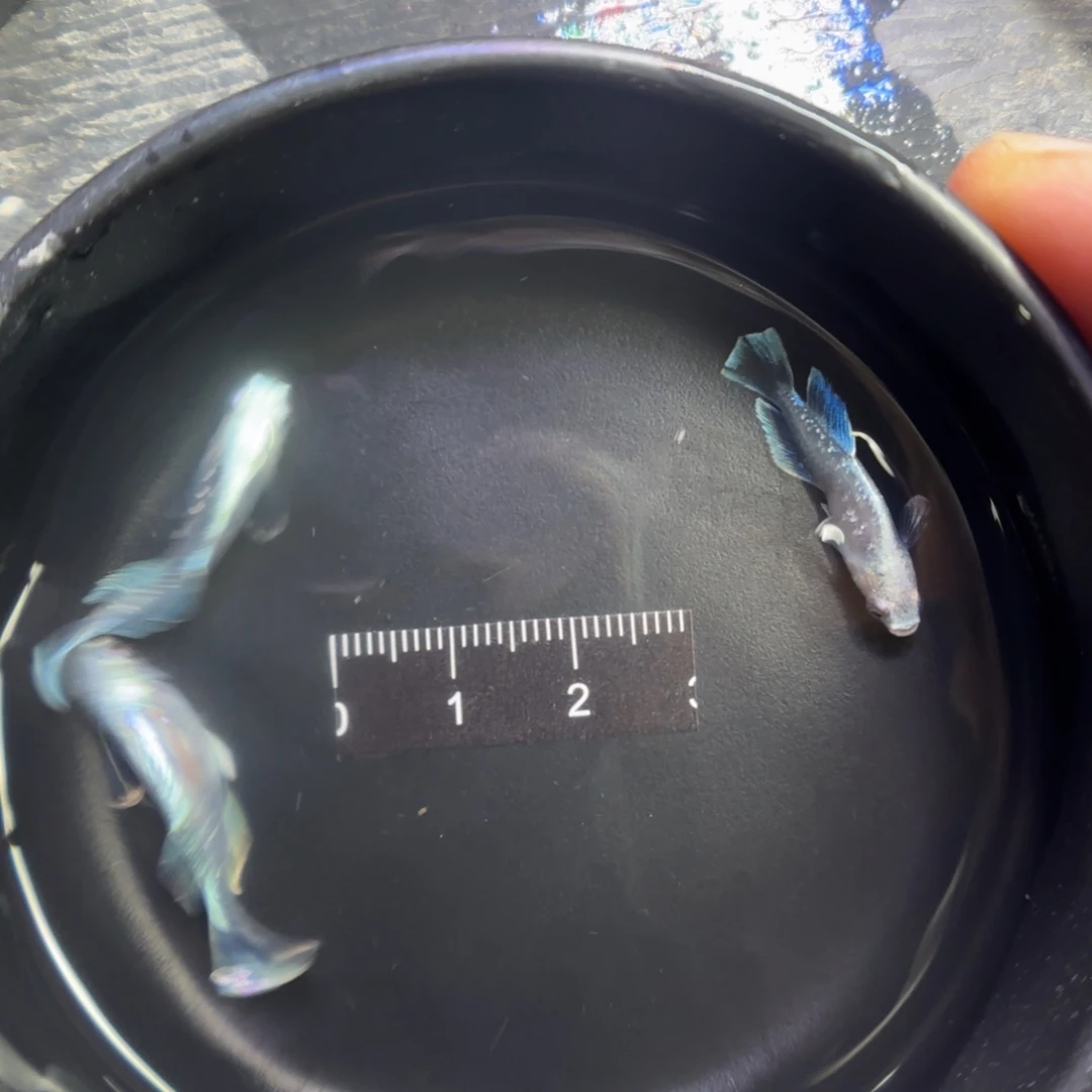 海水鱼观背青鳉鱼直播间02